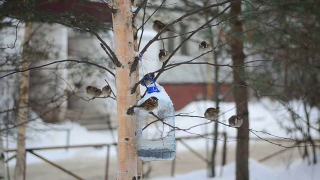 Зимние птички