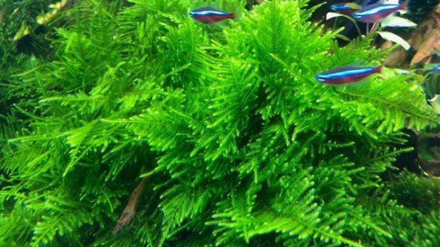Increase the aesthetics of your aquarium with Peacock Moss
