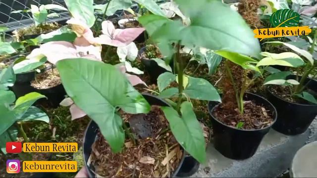 Tips Membeli Tanaman Hias Syngonium Variegata Kuning