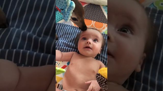 A Cute Friendship Between Fawn and Baby   ViralHog