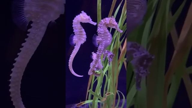 Su Altı Canlı Yaşamlar