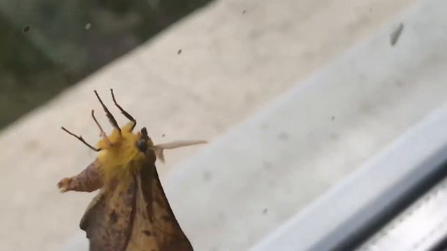 Bombyx épileptique