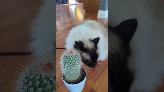 Купила кактус, чтобы кошка прекратила есть мои растения, но теперь она думает, что это чесалка.