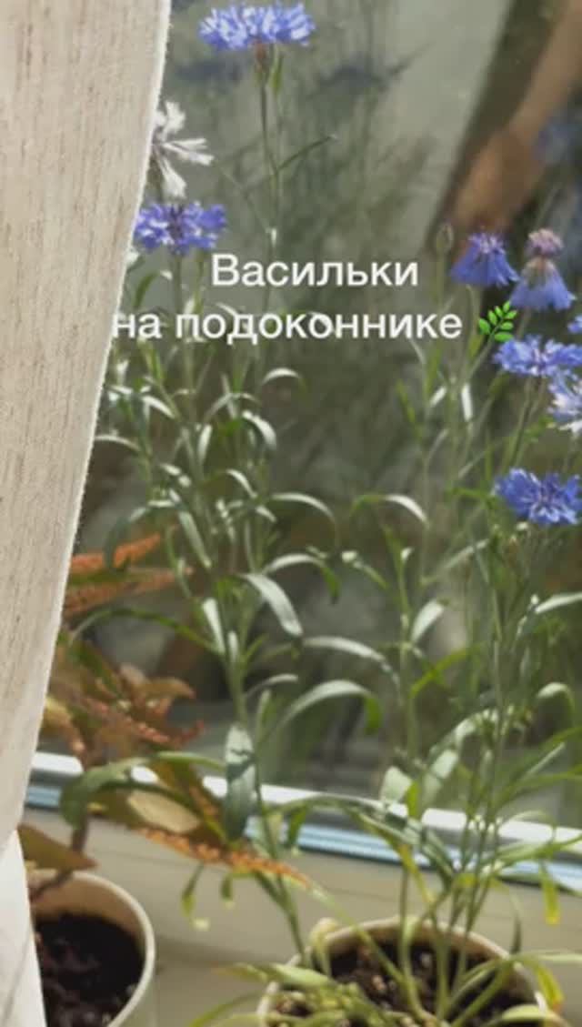 Выращиваю васильки на подоконнике 🌿