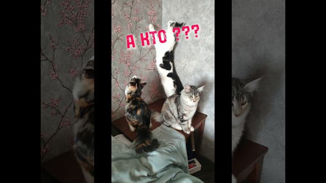 Хитрые норвеги!