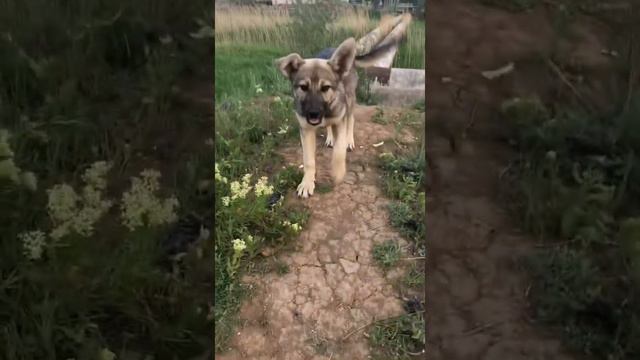 Девочка щенок ищет дом 🏠