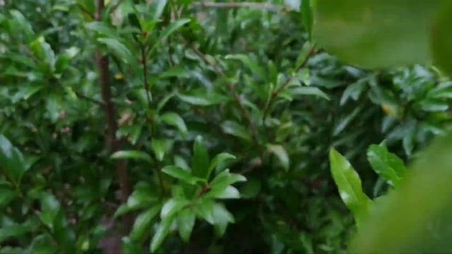 Foraging Pomegranates (Punica granatum) in Germany