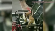 Фантастически смешные кошки и щенки ! Подборка приколов с котами, кошками.собаками и котятами !