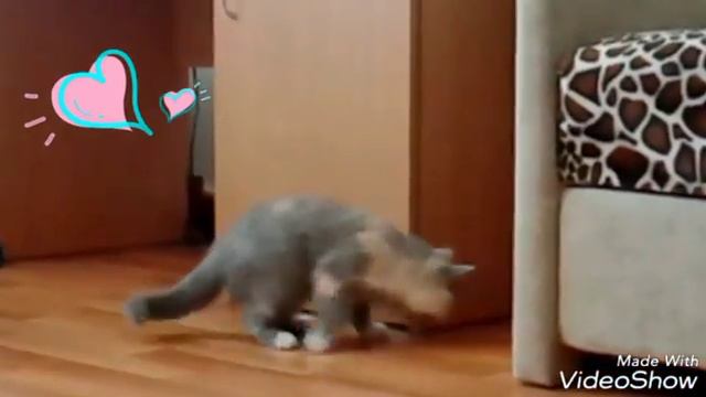 Британская красотка Lesta .