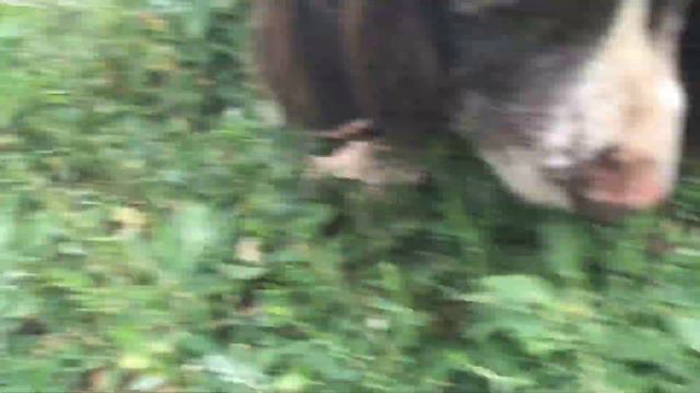 Видео блог Джоя!!