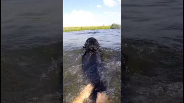 Лето и купание с собакой) #прямошерстныйретривер #собака #приколысживотными
