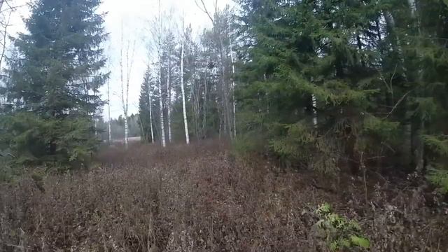 Прогулка с Радой по лесу