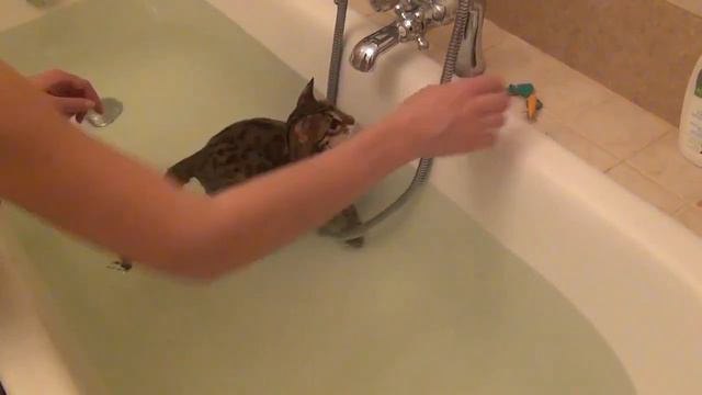 Кошка водоплавающая