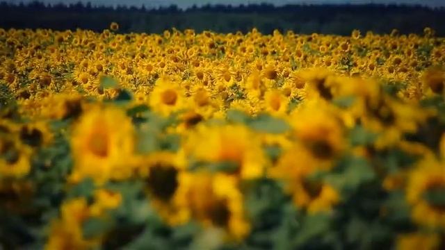 Подсолнухи. Цветочная медитация доктора Васлиева.