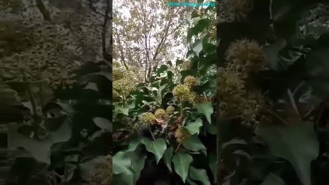 Цветение плюща обыкновенного.