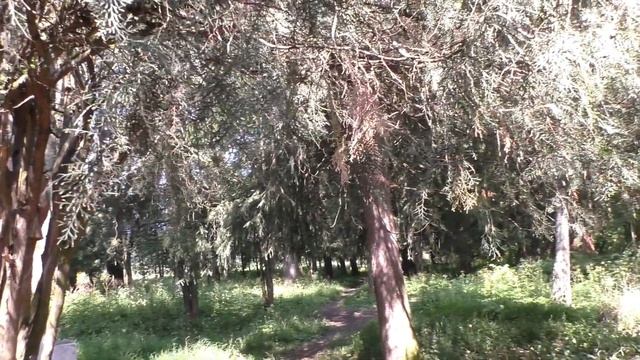 В поисках места бывшего фонтана. Поселок ВИР. Полёт квадрокоптера #289