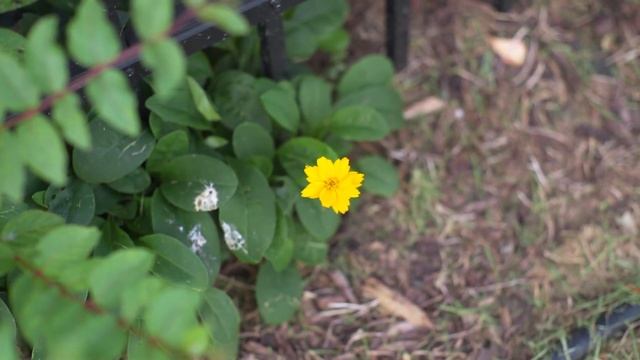 Sony A7II Video Test