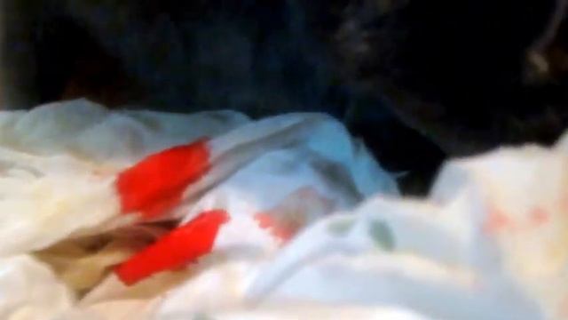 Копия видео "кошка рожает второго котёнка"