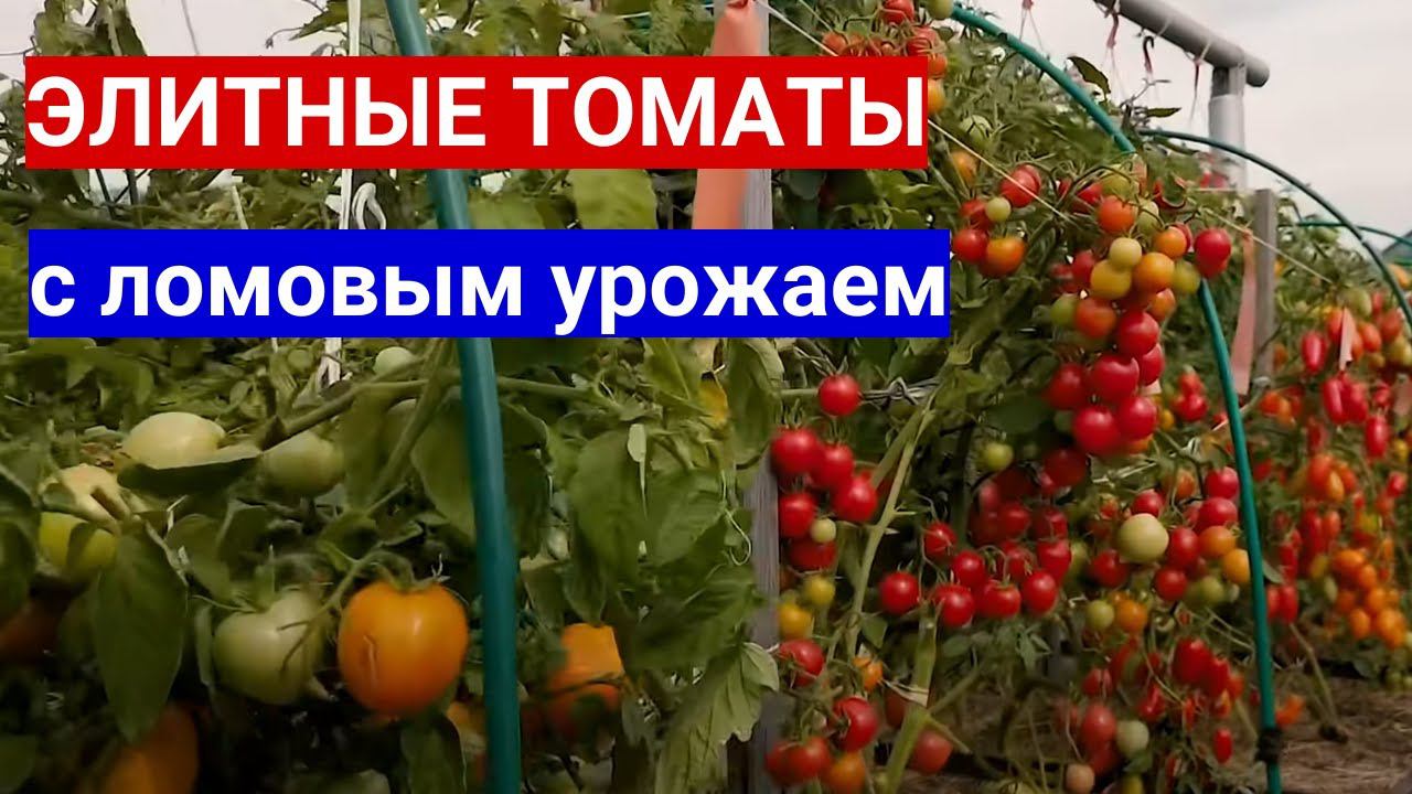 ВЫБРАЛА ТОМАТЫ ДЛЯ УЛИЦЫ - ЛОМОВОЙ УРОЖАЙ БУДЕТ ОПЯТЬ! ЛУЧШИЕ СОРТА ТОМАТОВ  ДЛЯ ОТКРЫТОГО ГРУНТА