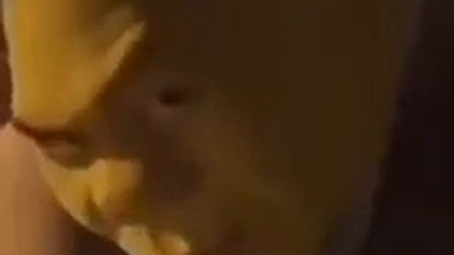 шрек смотрит в камеру и улыбается
