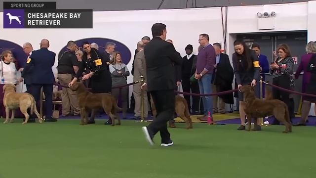 Chesapeake Bay Retriever | Breed Judging 2020