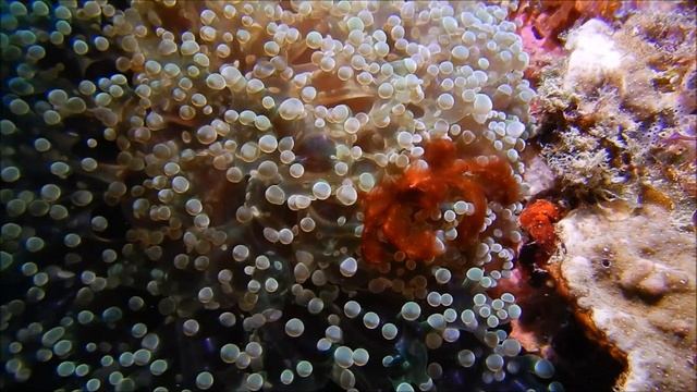 Huge Cuttlefish! | Daru's Dive in Timor-Leste: Nikon W300