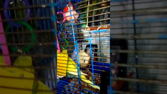 ПОПУГАЙ ИГРАЕТ С ЛАЗЕРНОЙ УКАЗКОЙ🐦