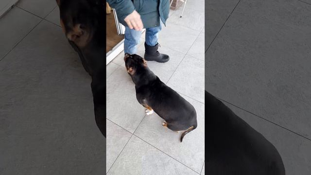 Куча собак идет домой по очереди по команде.