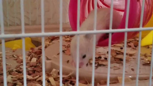 Сирийские хомячки