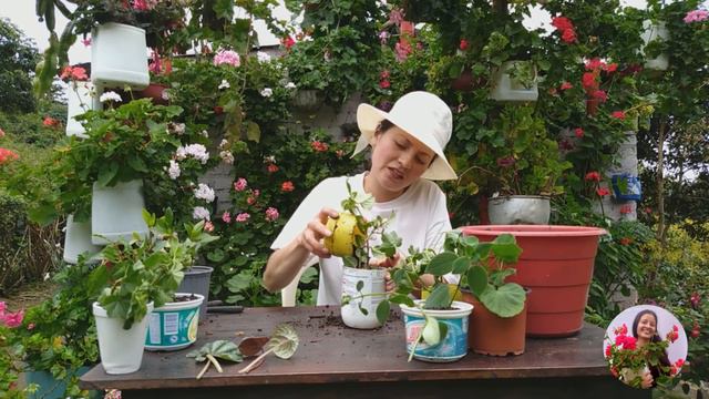 Reproduciendo esquejes de azaleas, begonias, geranios hiedra, malvones y peperomias | Jardín Diaz
