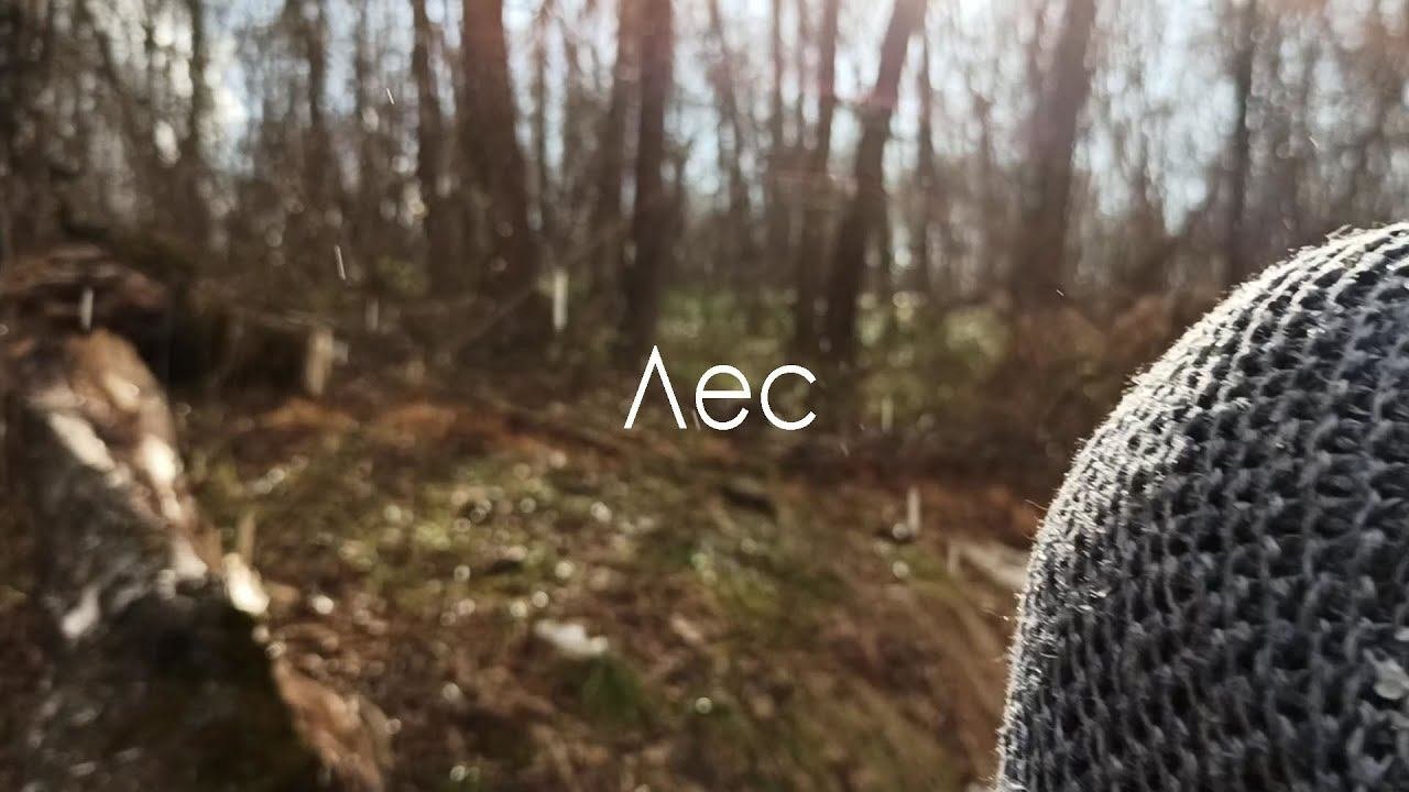 Forest2