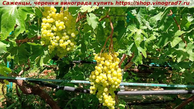 Кишмиш Бесподобный 9 июля 2024г. парад окрашивания ультраранних сортов и форм винограда  в сравнени