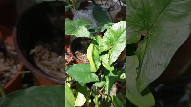 Yaaay! From Reverted to Variegated Syngonium Aurea. #fyp #foryou #plants #plantito #plantita