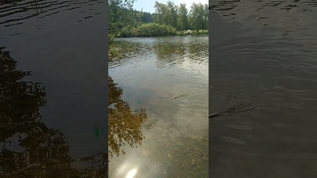 Подлещик на пикер