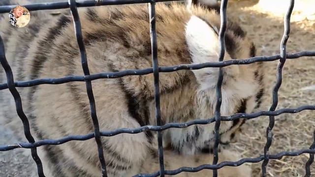 На обеде у тигров. Парк львов Тайган.At dinner with the tigers.Taigan Lions Park