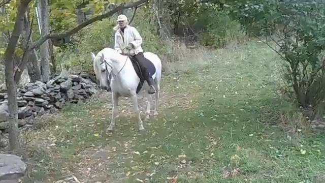 Dancing at the Paso Fino Horse Farm