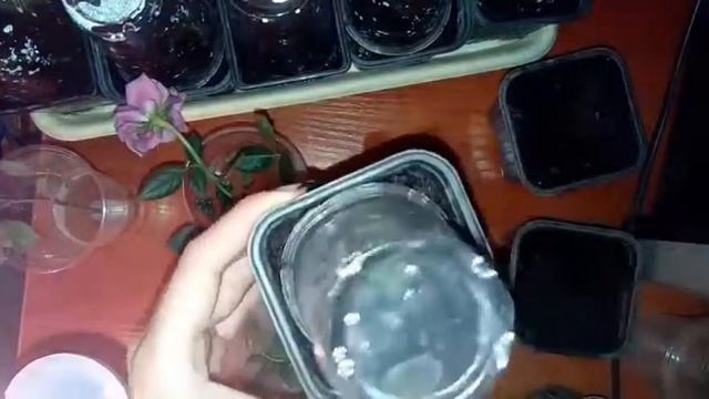Черенкование комнатных роз. Подготовка черенков. Черенки микс 1 месяц.