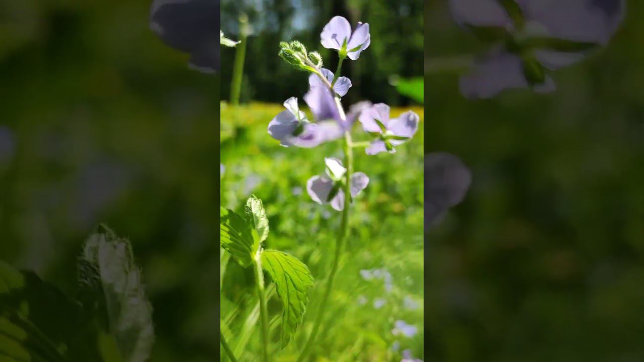 завтра #лето #flowers #nature