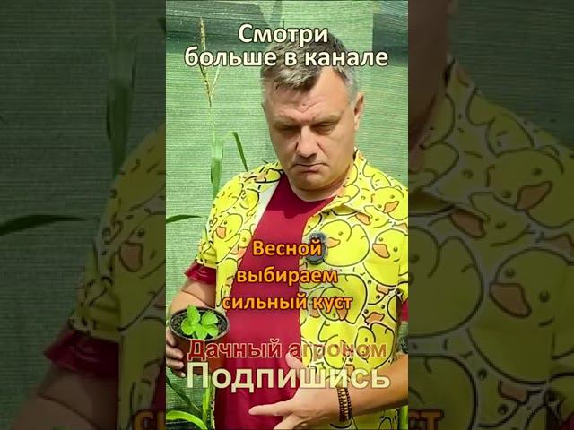 Обновляем клубнику для БОЛЬШОГО УРОЖАЯ