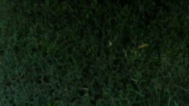 The Different Sounds of the Supernatural Impalas