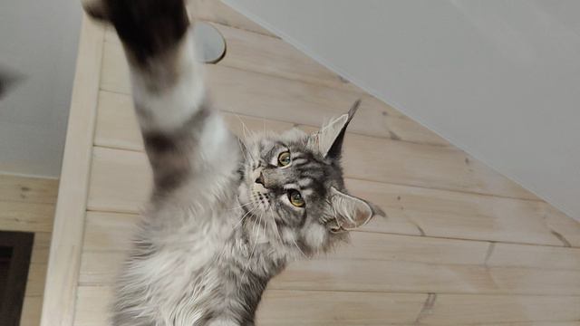 VID20240828175734.mp4