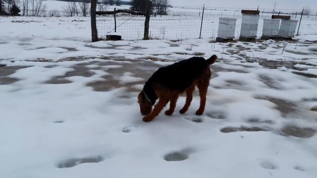 Little house in the BIG snow ~ training a FARM dog