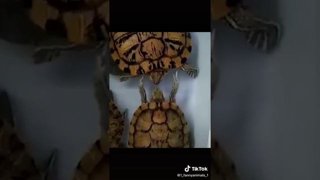 Приколы животными. Домашние животные. смех до слез. 88 часть