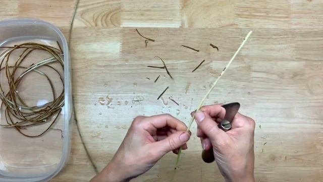 Peeling Bark From Split Ivy (IVY 2)
