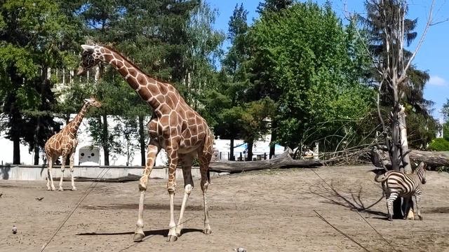 Wroclaw zoo (Зоопарк Вроцлав) Ultra HD 4K
