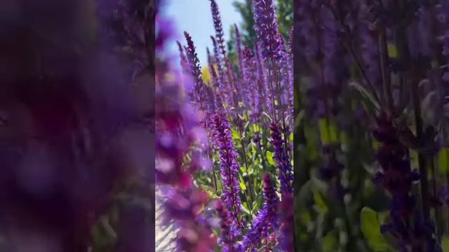 Цветение шалфея в парке Краснодар