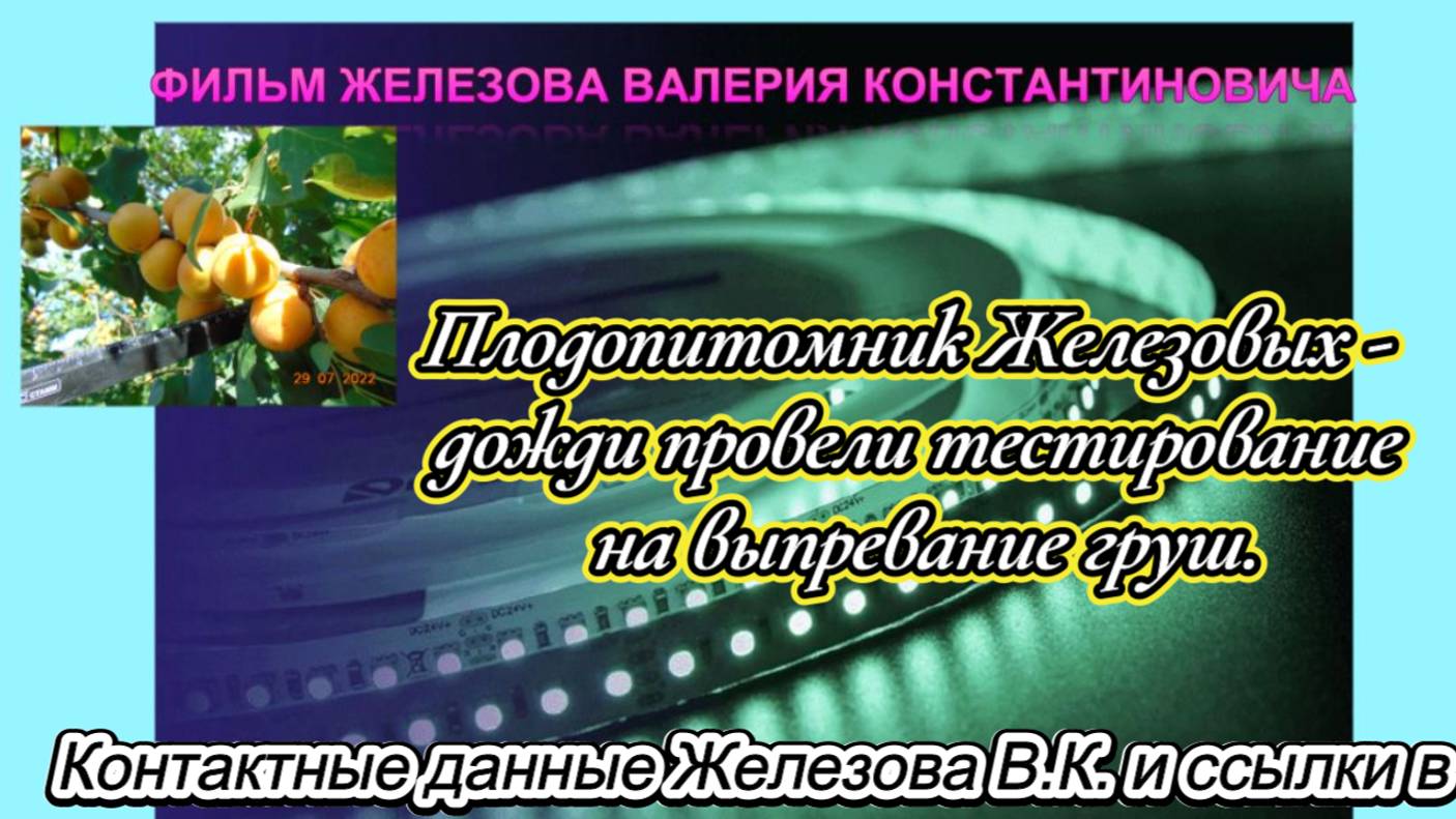 Плодопитомник Железовых - дожди провели тестирование на выпревание груш.