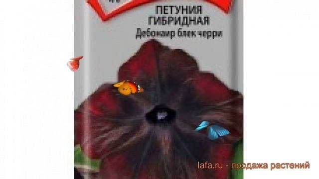 Петуния гибридная Дебонаир блек черри ? обзор: как сажать семена петунии Дебонаир блек черри