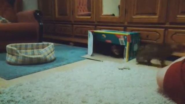 Бенгальские коты