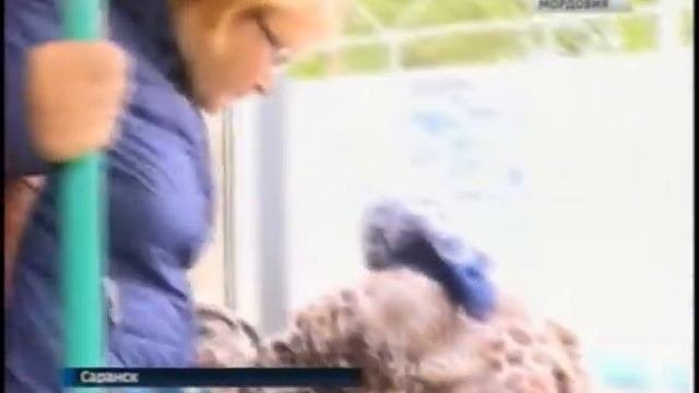 В Саранске самый вежливый кондуктор работает на одном из троллейбусов 8